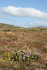 Paige Falk (paigefalk) > Lots of wildflowers as usual, though not quite as many as in years past.