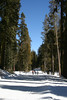 Paige Falk (paigefalk) > Glacier Point Road, it's a perfect day for a snowshoe.