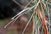 Paige Falk (paigefalk) > Pine drops