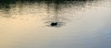 Paige Falk (paigefalk) > Loon