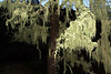 Paige Falk (paigefalk) > Eerie Moss covered tree