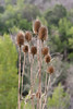 Paige Falk (paigefalk) > Carol knew the names of these...