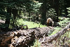 Paige Falk (paigefalk) > High Sierra Trail 4th time 8/09 photo