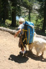Paige Falk (paigefalk) > Island Lake Backpack with the Press Family 7/09 photo