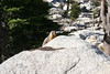 Paige Falk (paigefalk) > I told Pavla I'd eat my shoe if we didn't see a marmot. This one popped up after everyone else left out campsite. Phew!