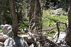Paige Falk (paigefalk) > Can you see the Grouse? It had babies too.