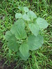 Paige Falk (paigefalk) > Stinging Nettle