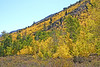 Paige Falk (paigefalk) > June Lake loop had some great color too.