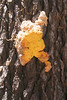 Paige Falk (paigefalk) > Fungus