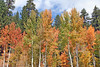Paige Falk (paigefalk) > First picture. Hope Valley near Sorenson's Resort.