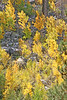 Paige Falk (paigefalk) > Fall Color East Side Sierra and Mono Lake 9/07 photo