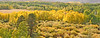 Paige Falk (paigefalk) > Fall Color East Side Sierra and Mono Lake 9/07 photo
