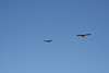 Paige Falk (paigefalk) > two condor come flying in